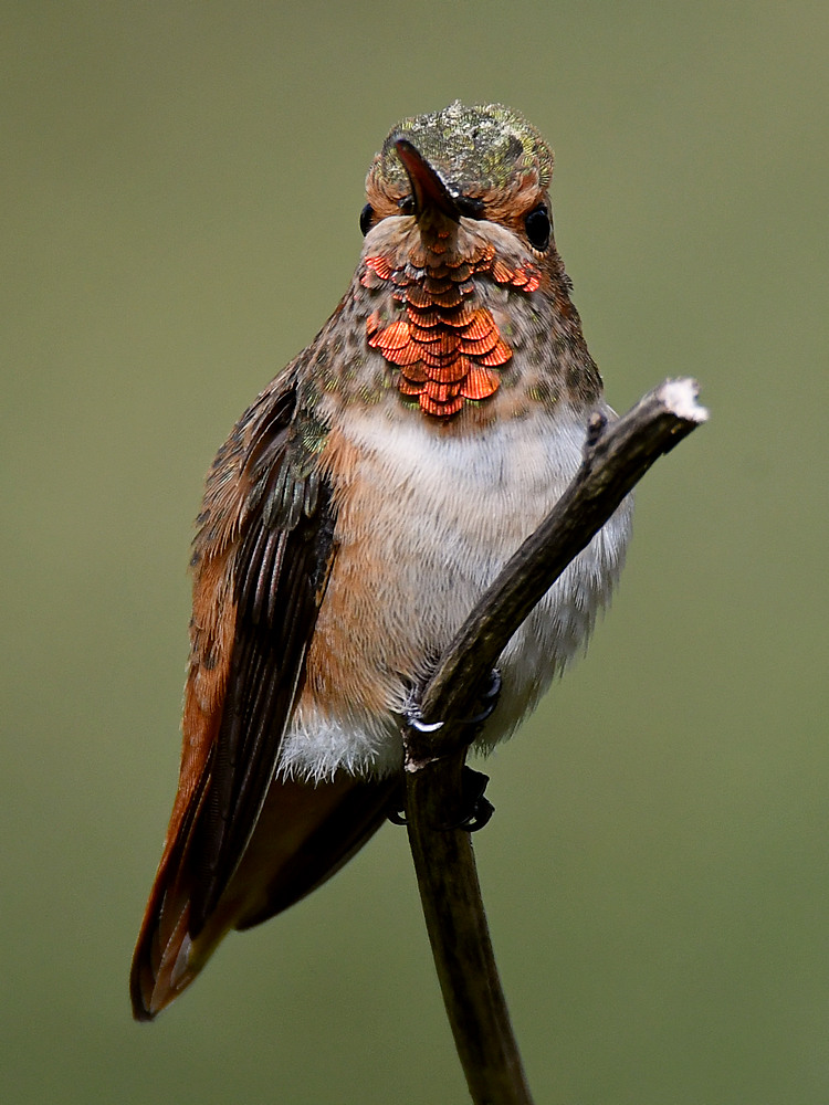 Hummer15.jpg