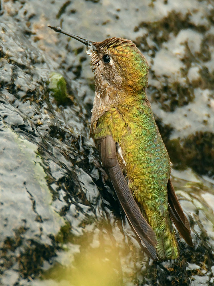 Hummer15.jpg