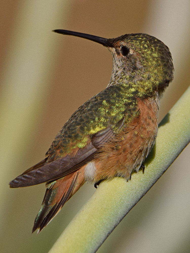 Hummer15.jpg