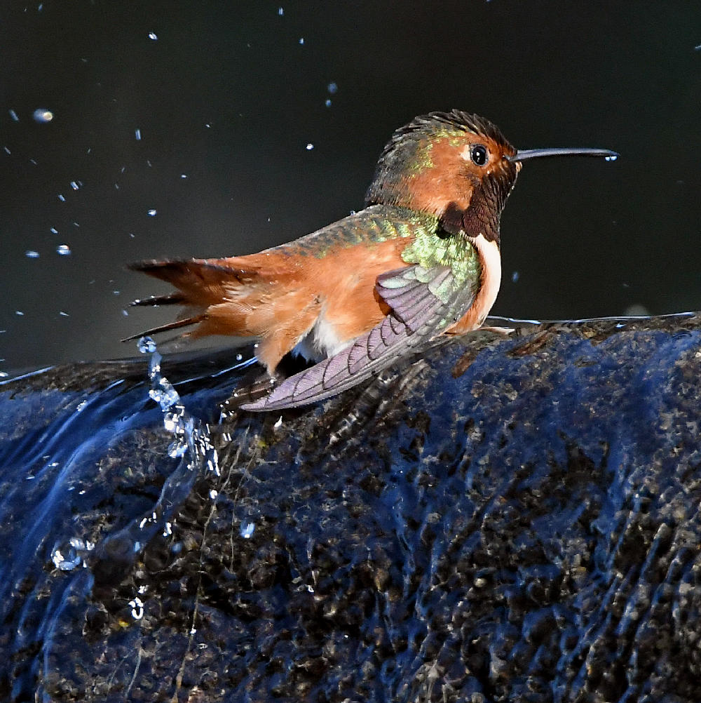 Hummer15.jpg