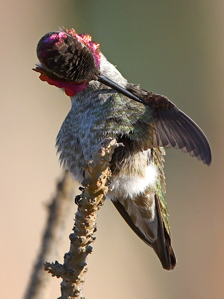 Hummer15.jpg
