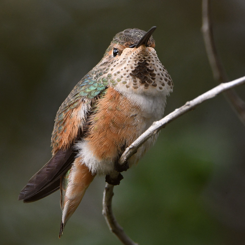 Hummer15.jpg