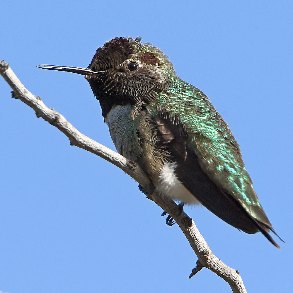 Hummer15.jpg