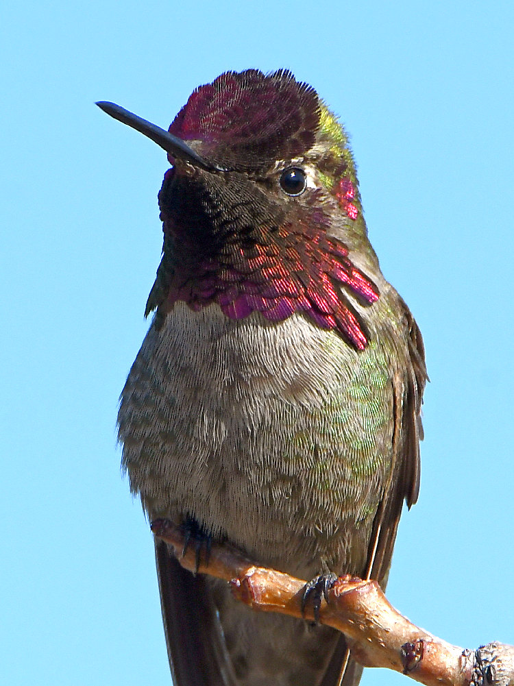 Hummer15.jpg