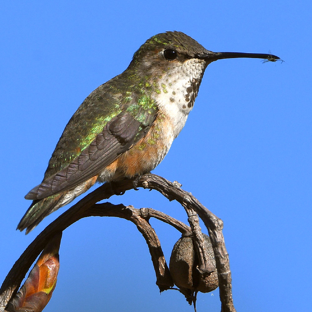 Hummer15.jpg
