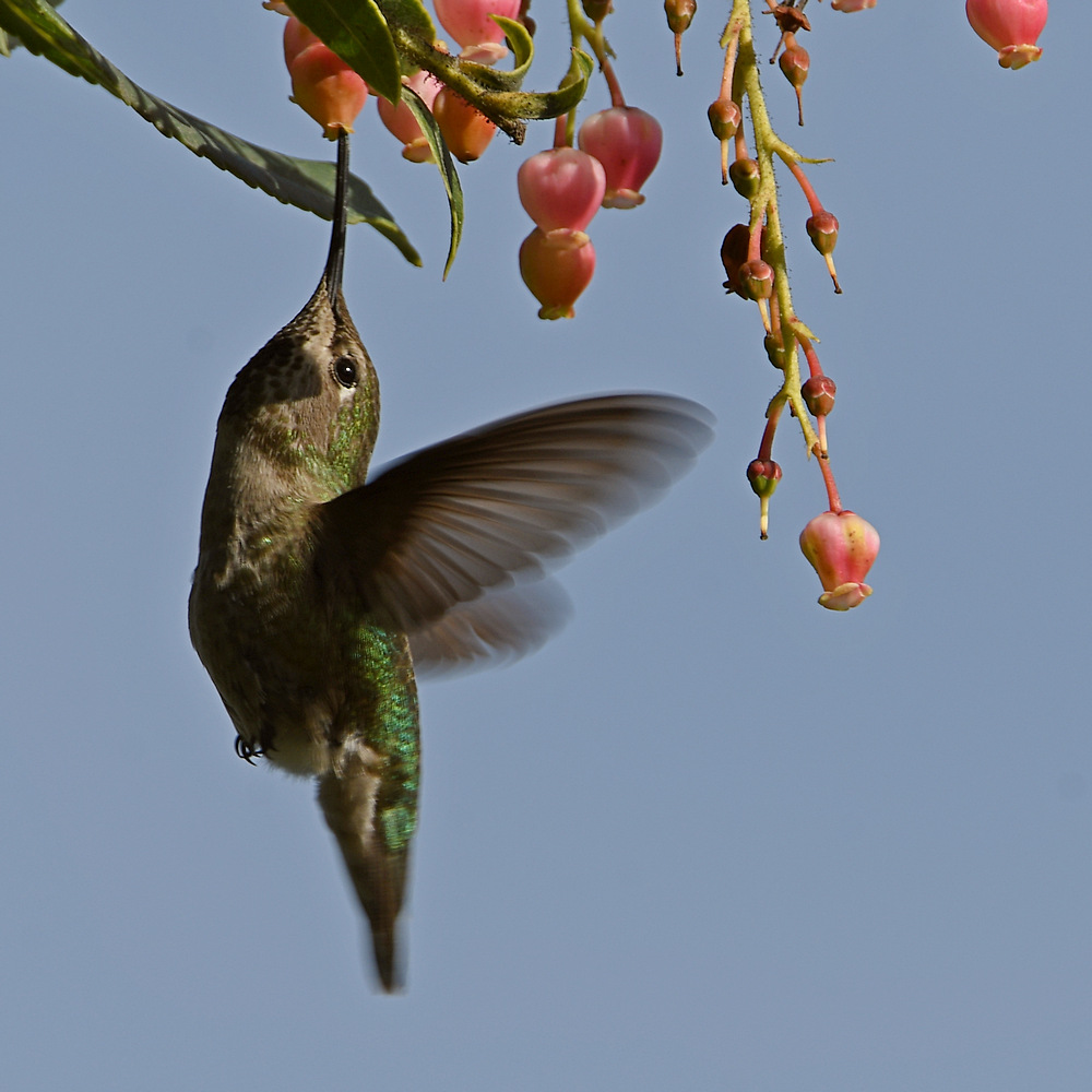 Hummer15.jpg