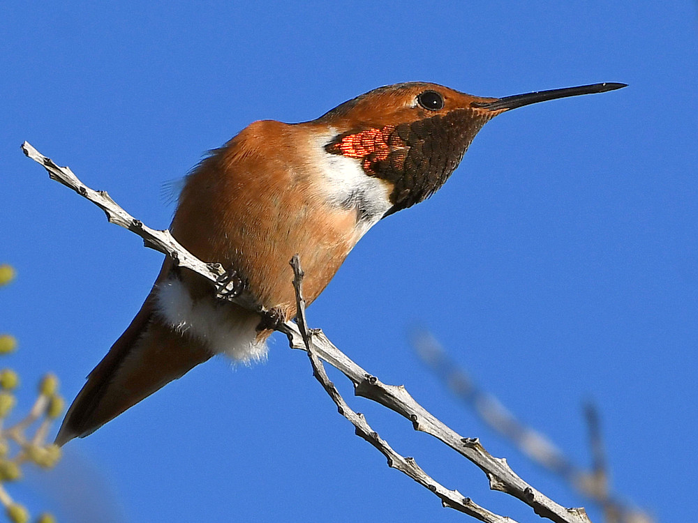 Hummer15.jpg