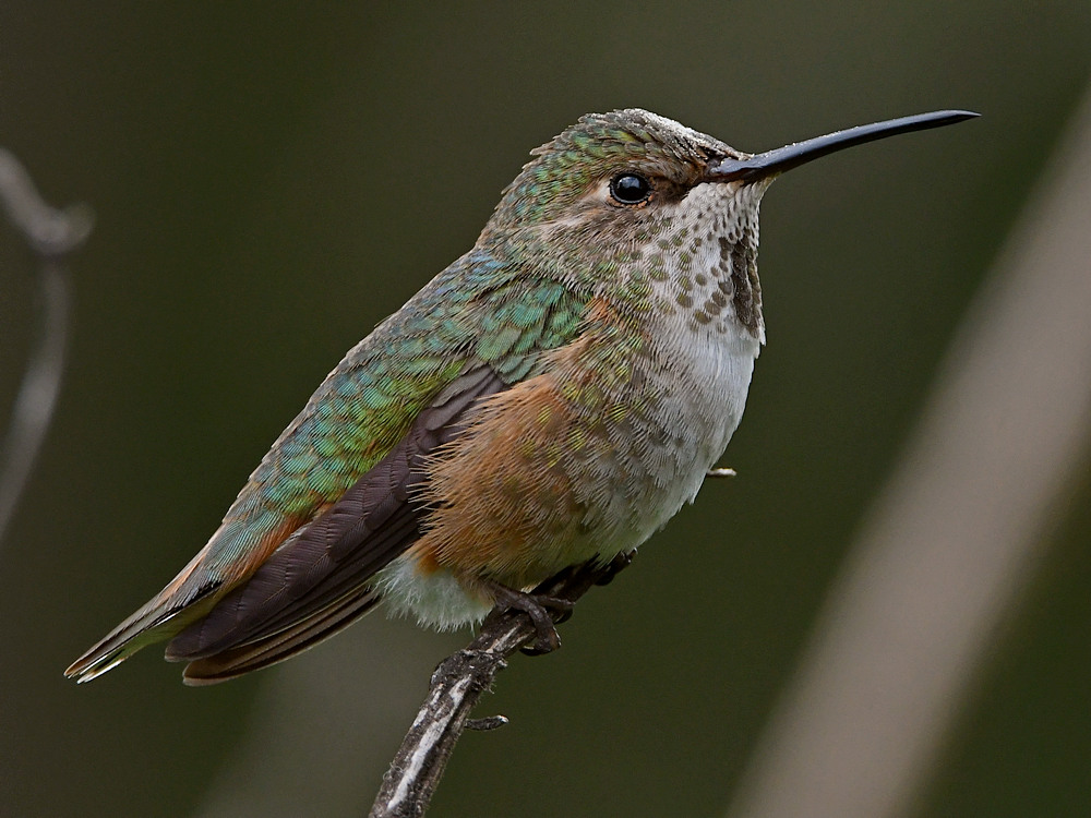 Hummer15.jpg