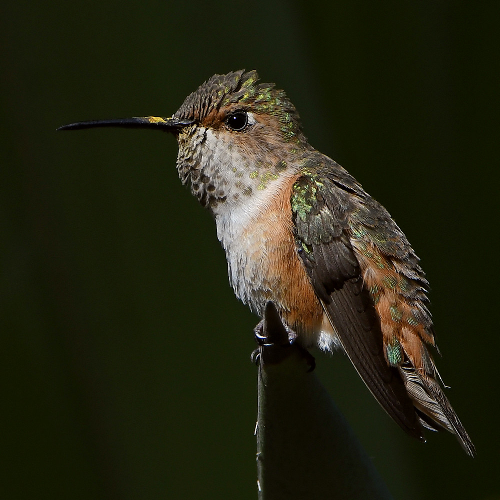Hummer15.jpg