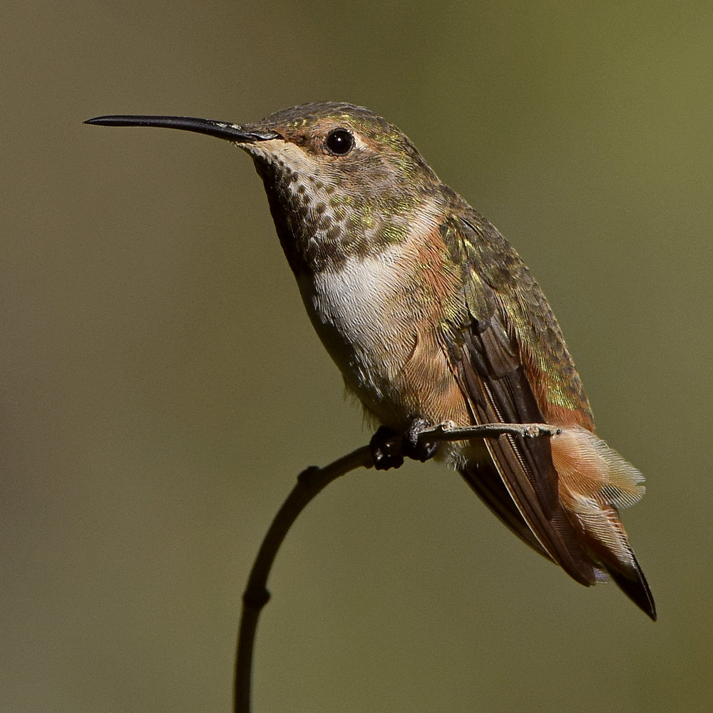 Hummer15.jpg