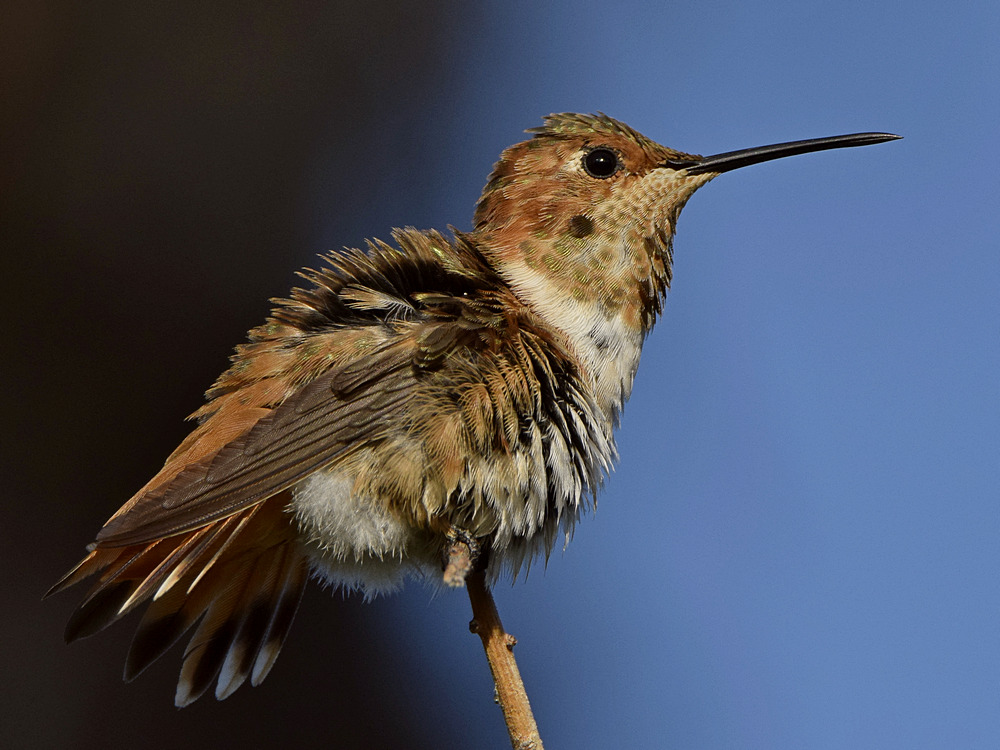 Hummer15.jpg