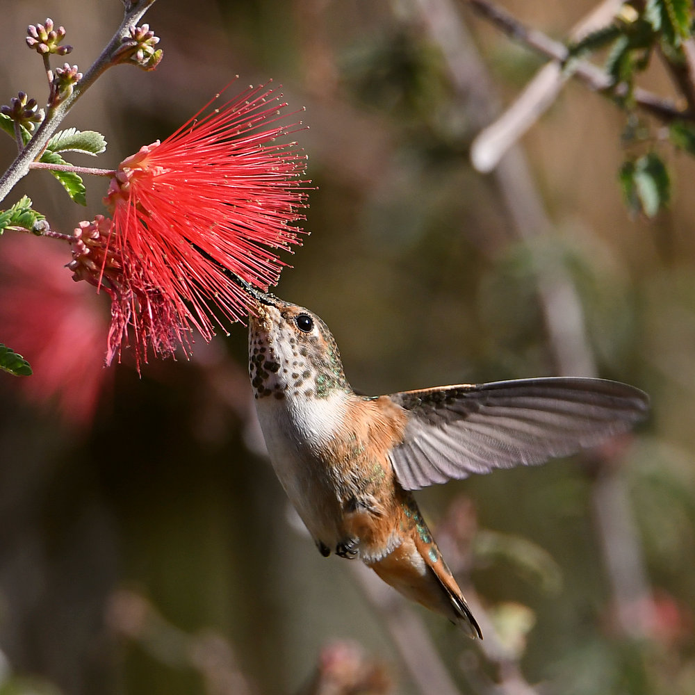 Hummer15.jpg