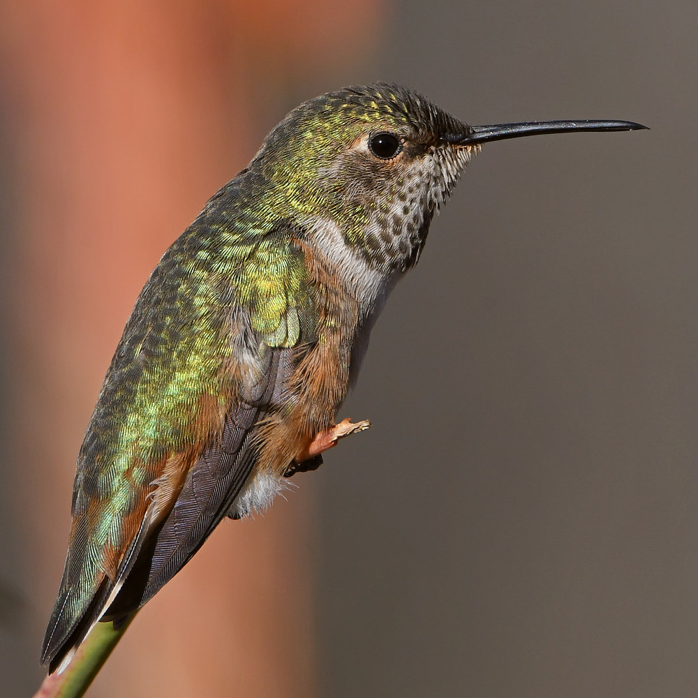 Hummer15.jpg