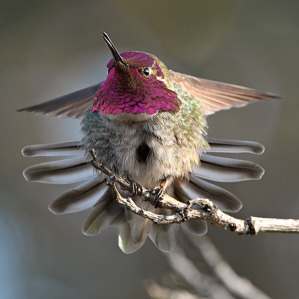 Hummer15.jpg