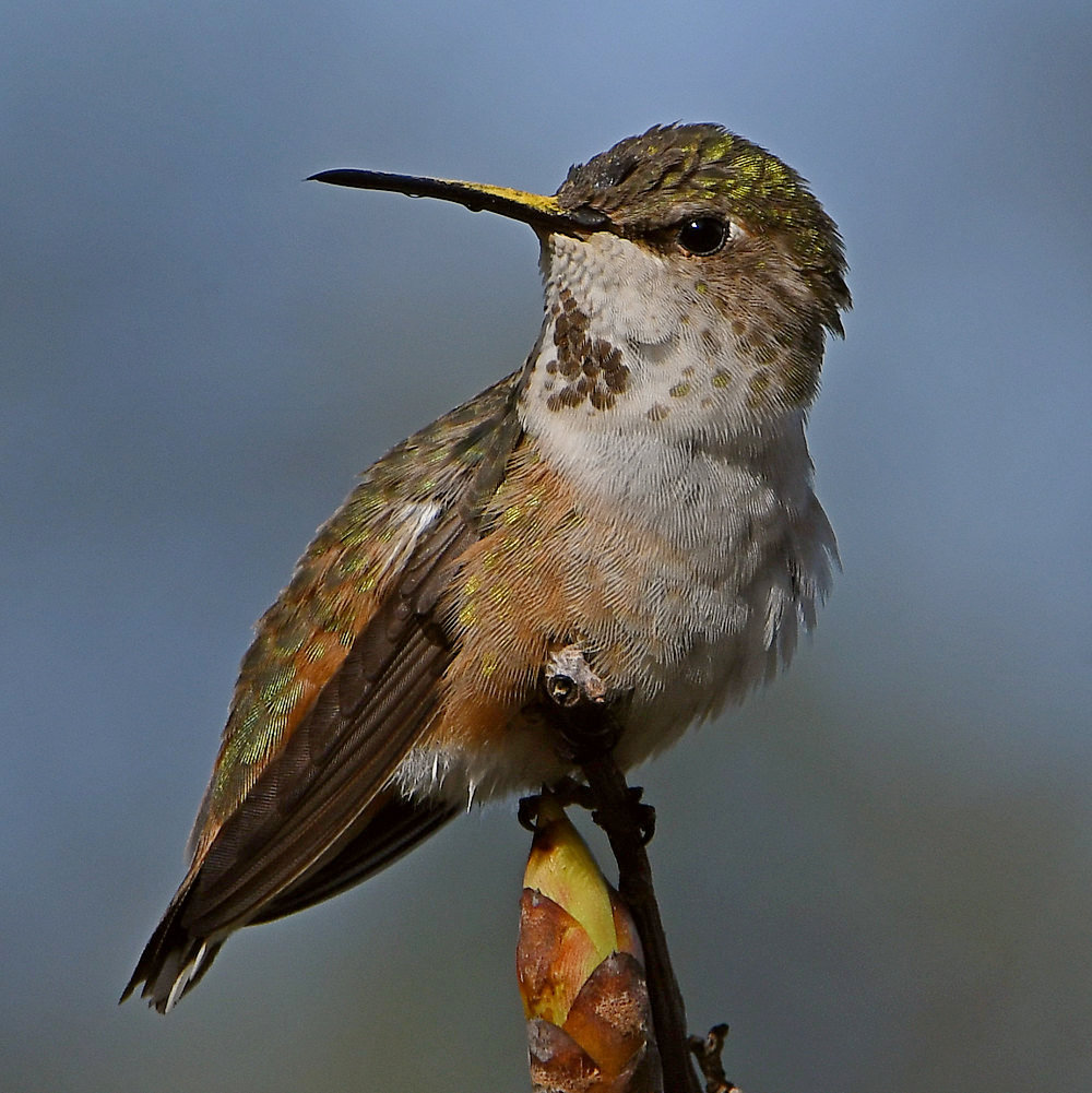 Hummer15.jpg