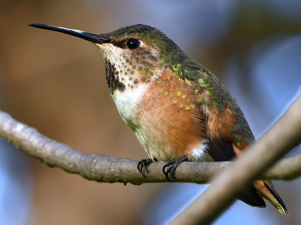 Hummer15.jpg
