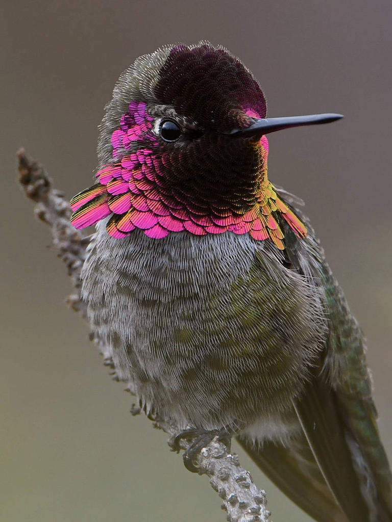 Hummer15.jpg