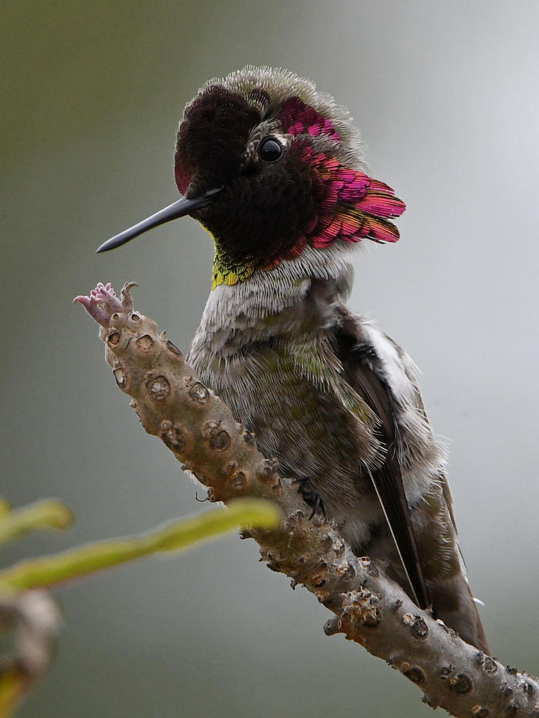 Hummer15.jpg