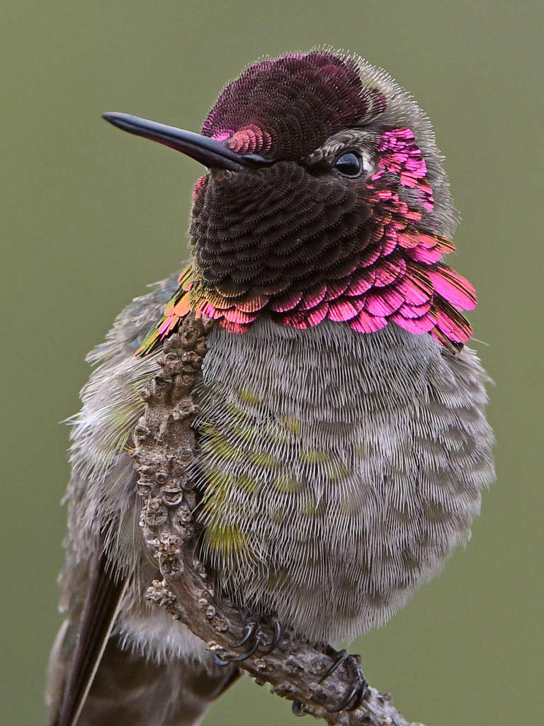 Hummer15.jpg