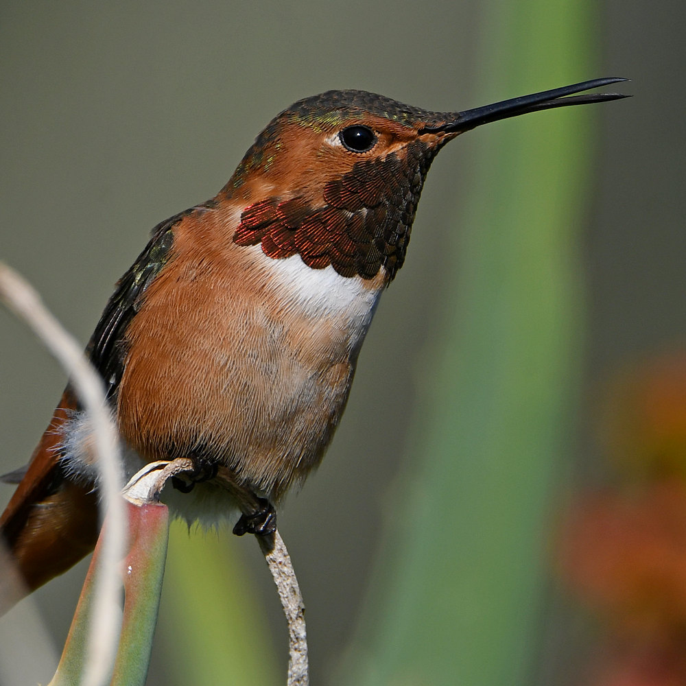 Hummer15.jpg