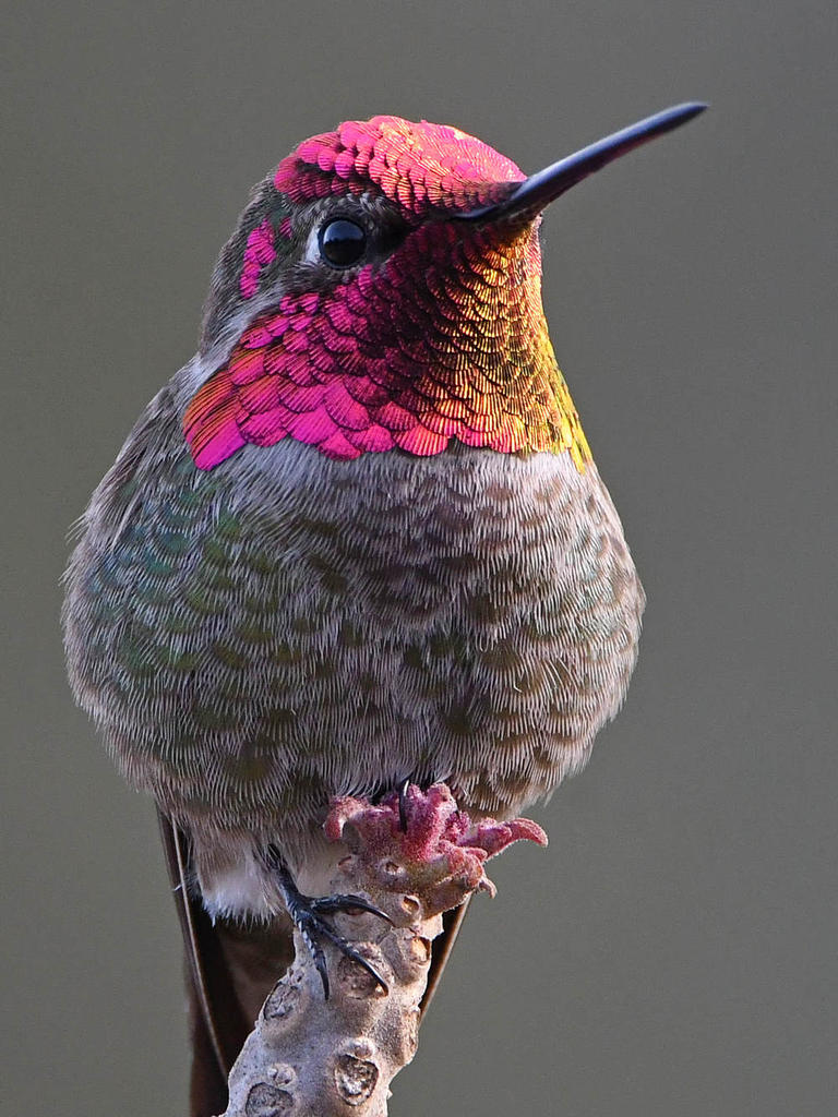 Hummer15.jpg