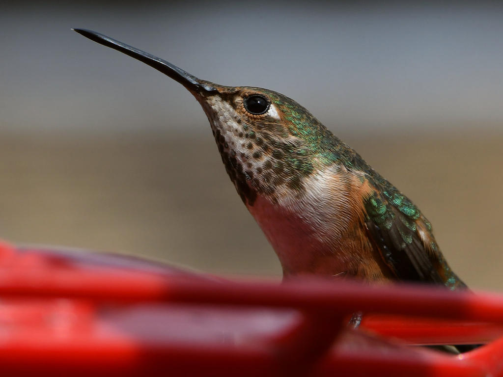 Hummer15.jpg