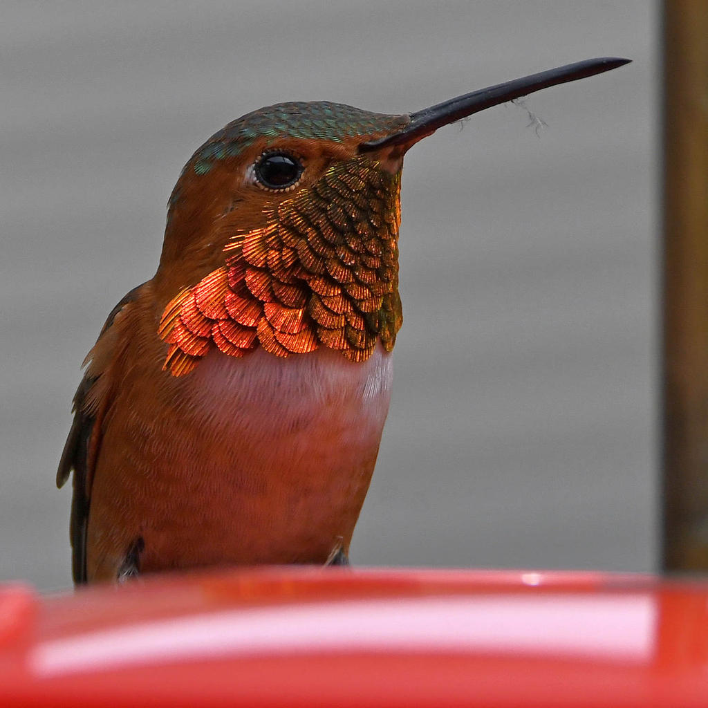 Hummer15.jpg