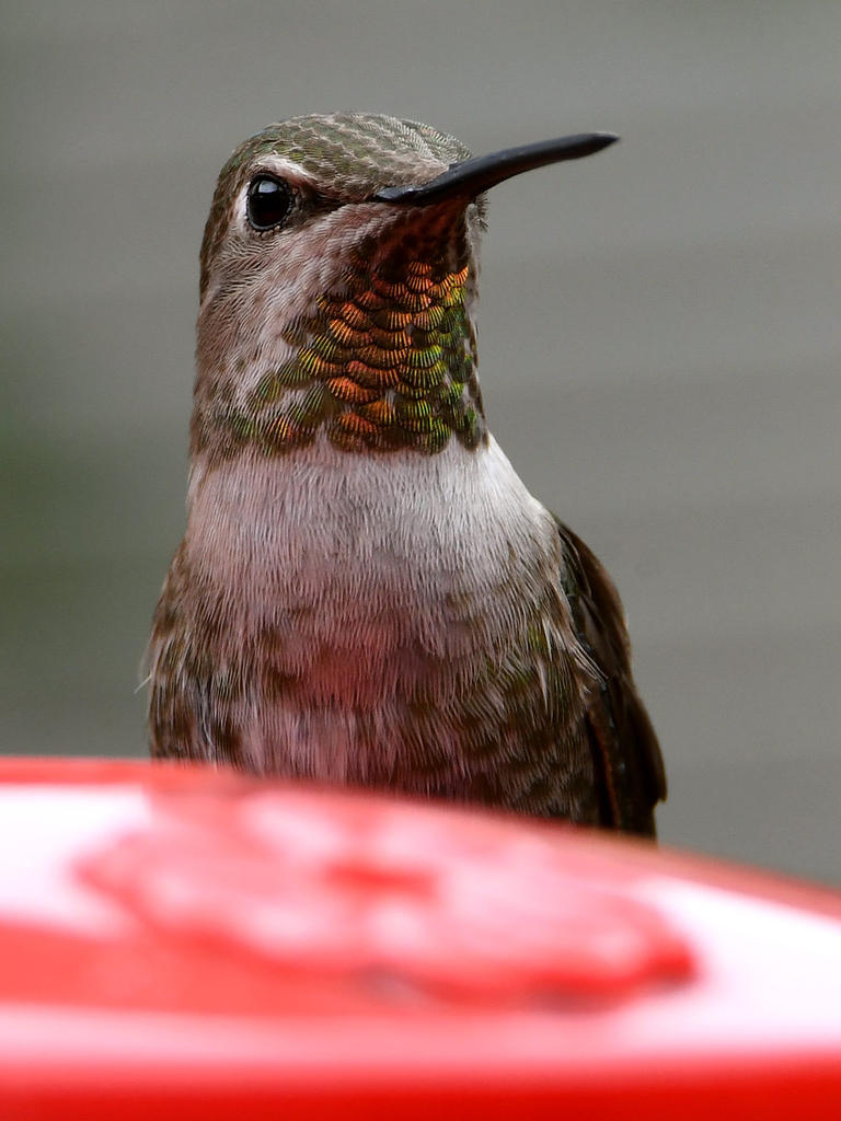 Hummer15.jpg