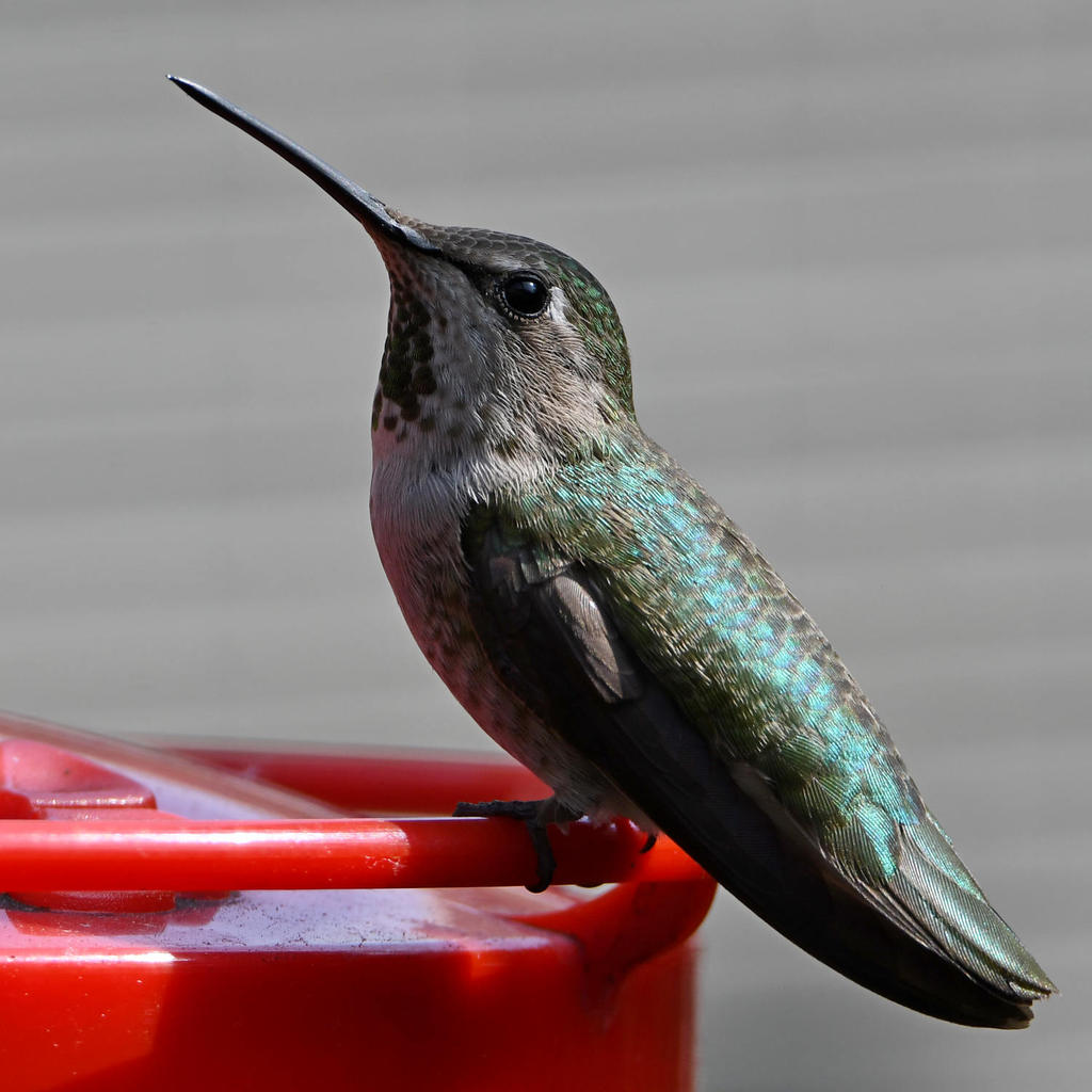 Hummer15.jpg