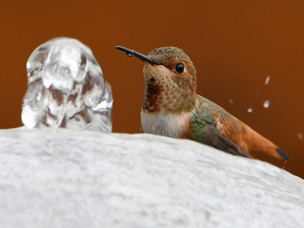 Hummer15.jpg