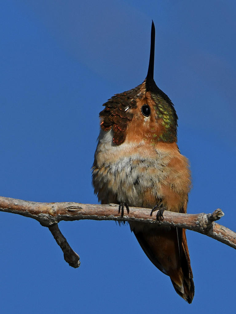 Hummer15.jpg