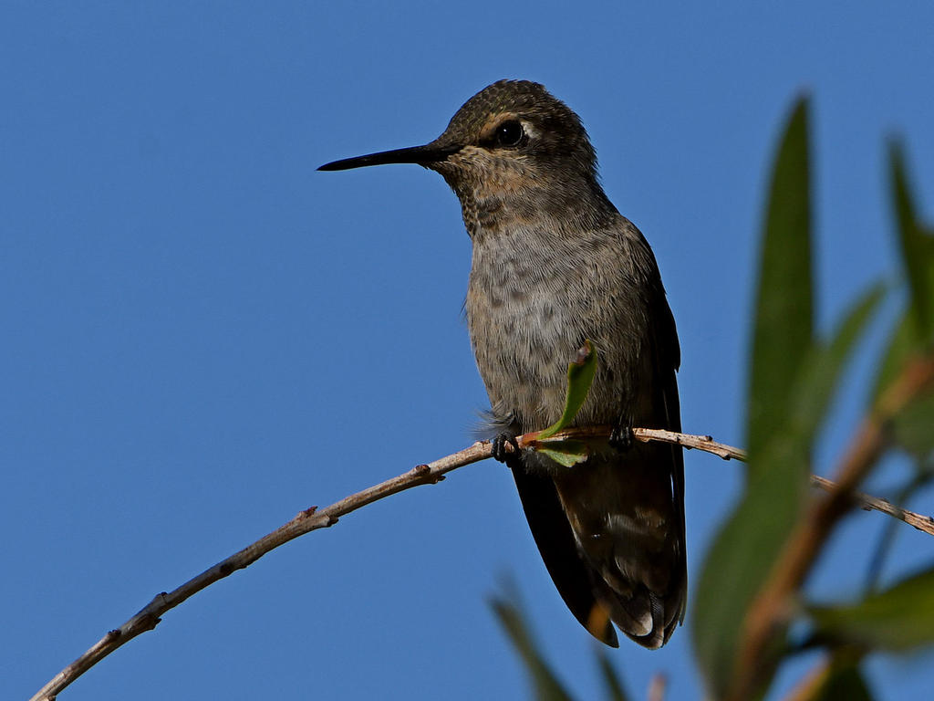 Hummer15.jpg