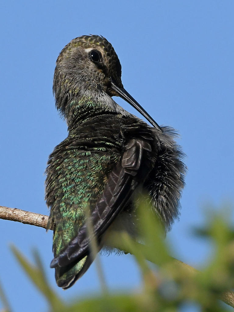 Hummer15.jpg