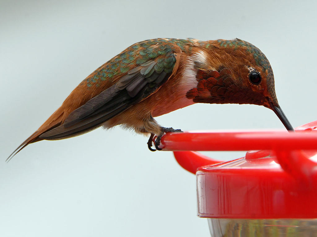 Hummer15.jpg