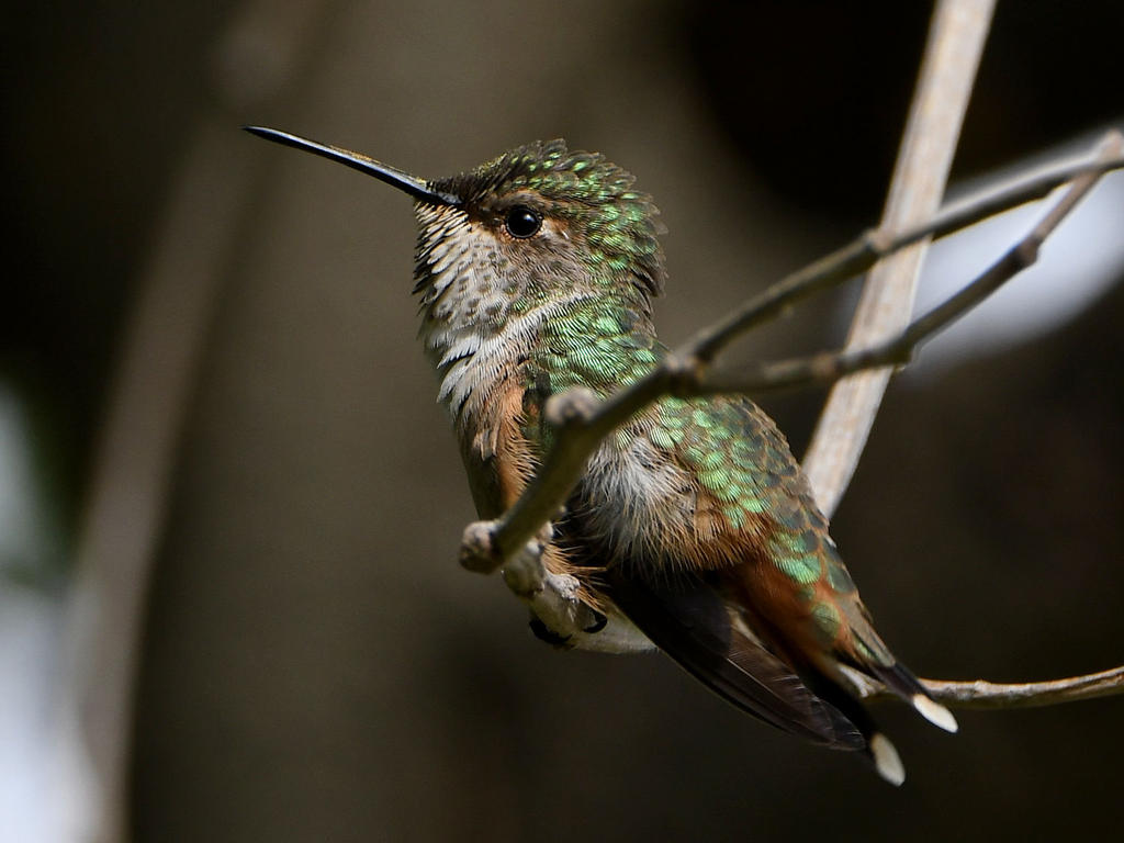 Hummer15.jpg