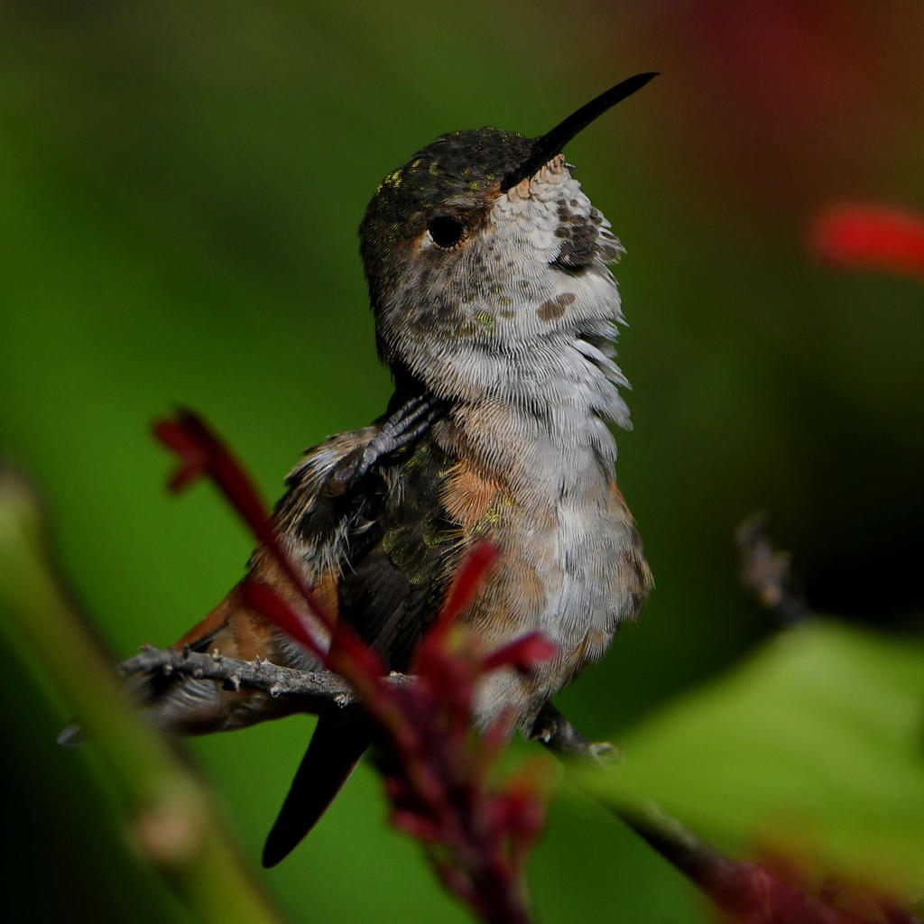 Hummer15.jpg