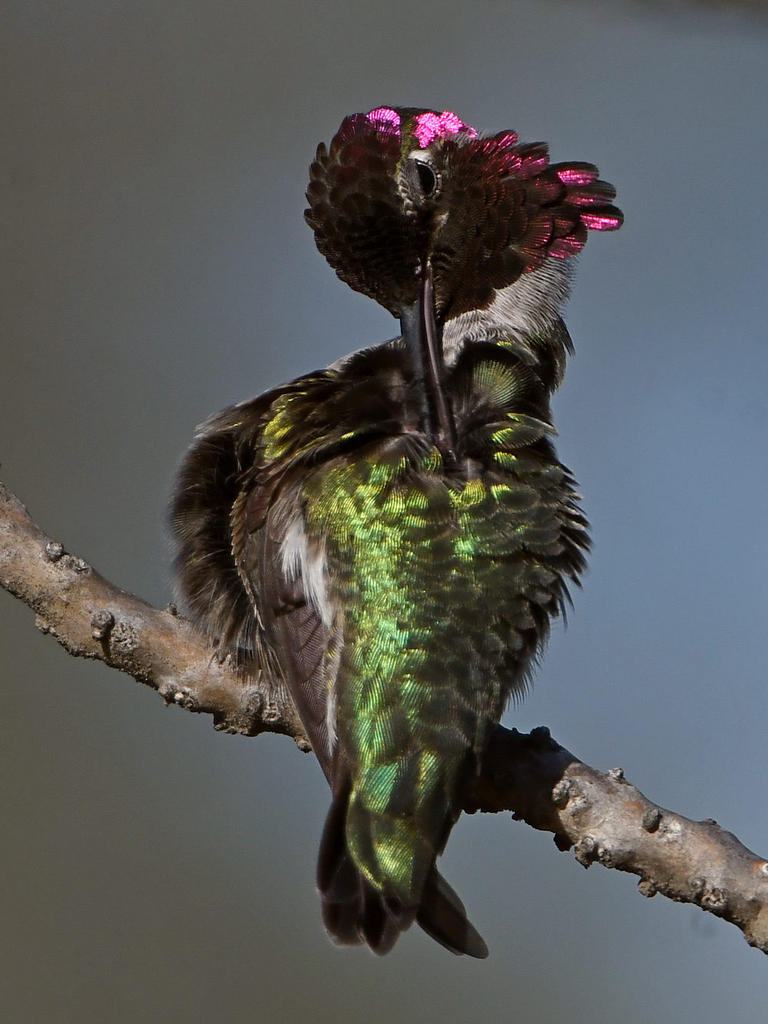 Hummer15.jpg