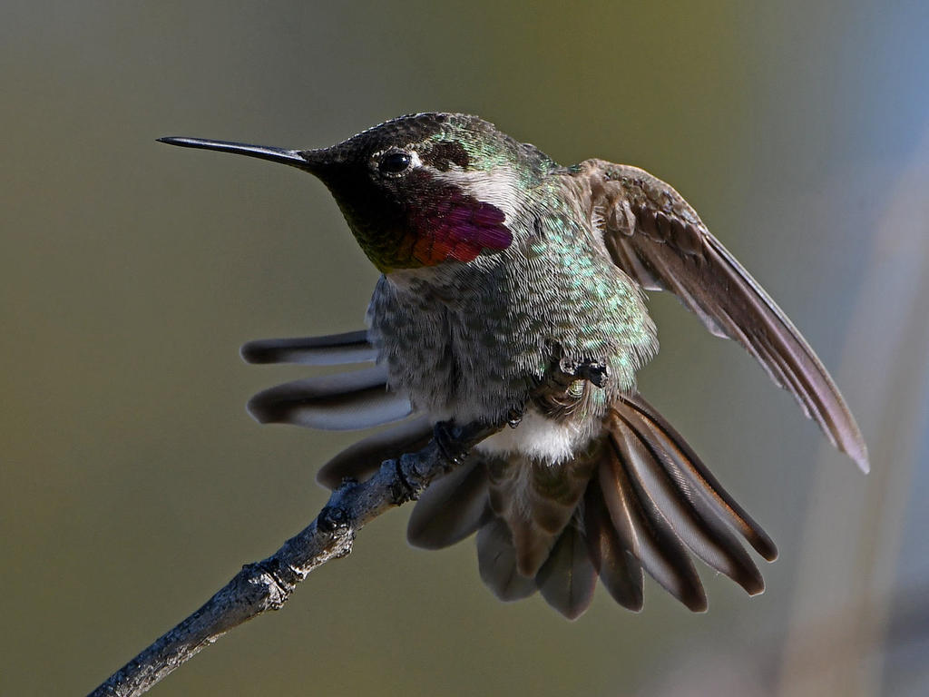Hummer15.jpg