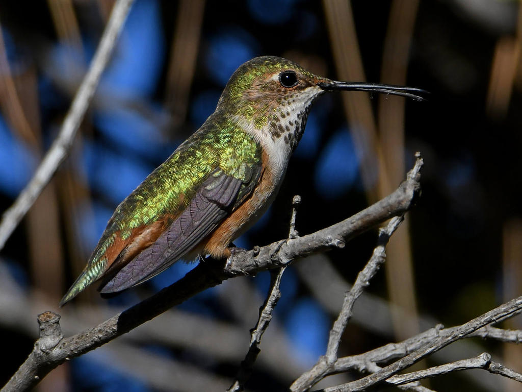Hummer15.jpg