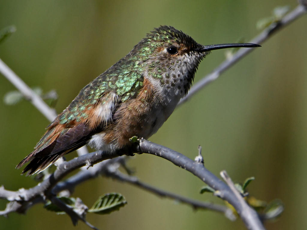 Hummer15.jpg
