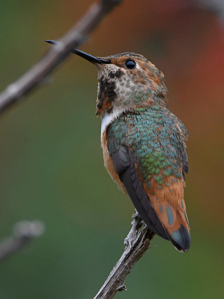 Hummer15.jpg