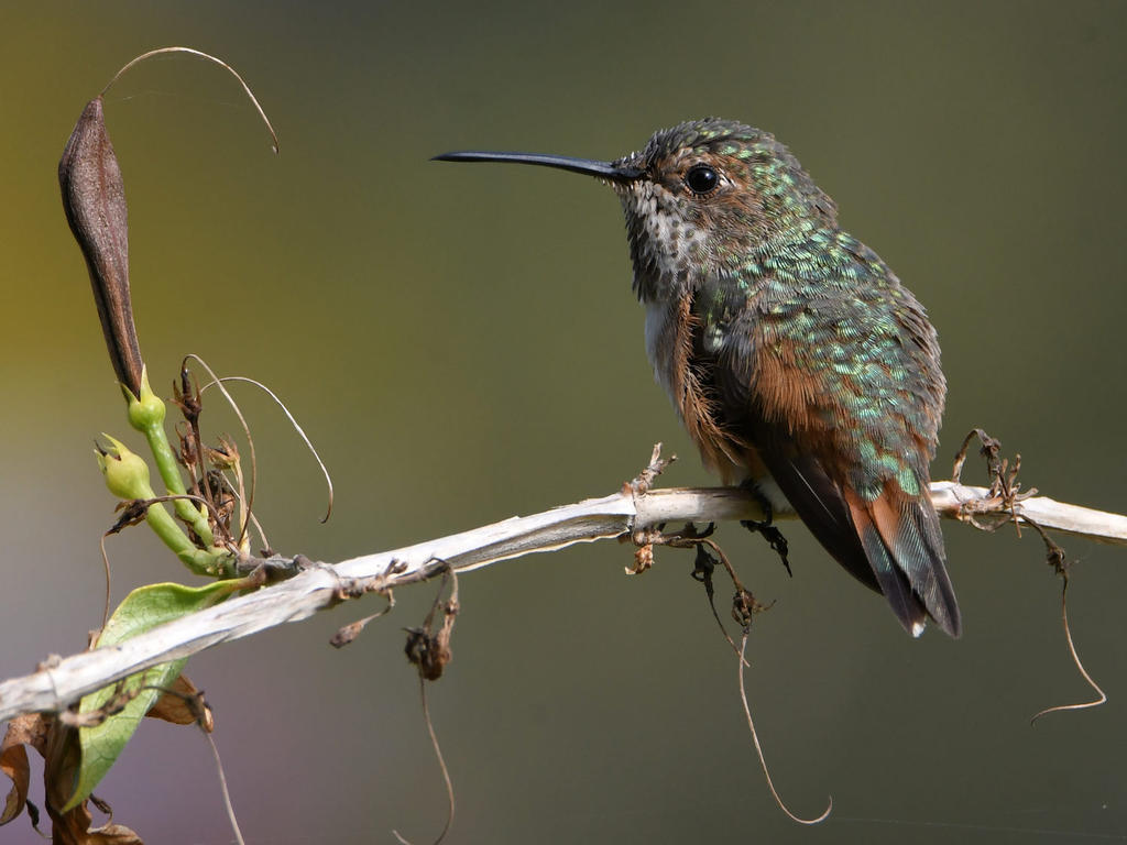 Hummer15.jpg