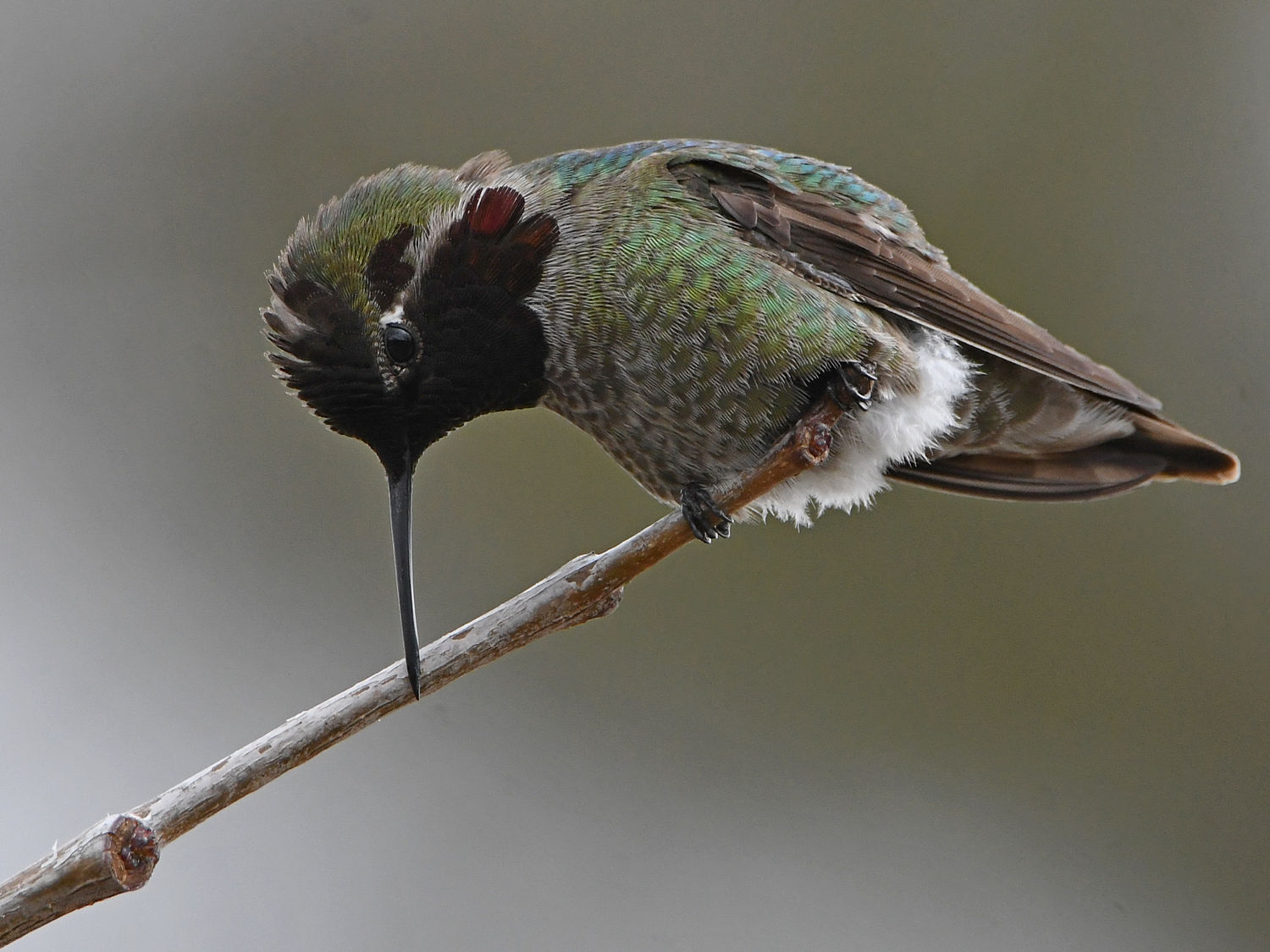 Hummer15.jpg