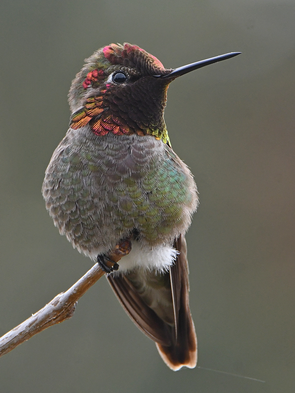 Hummer15.jpg