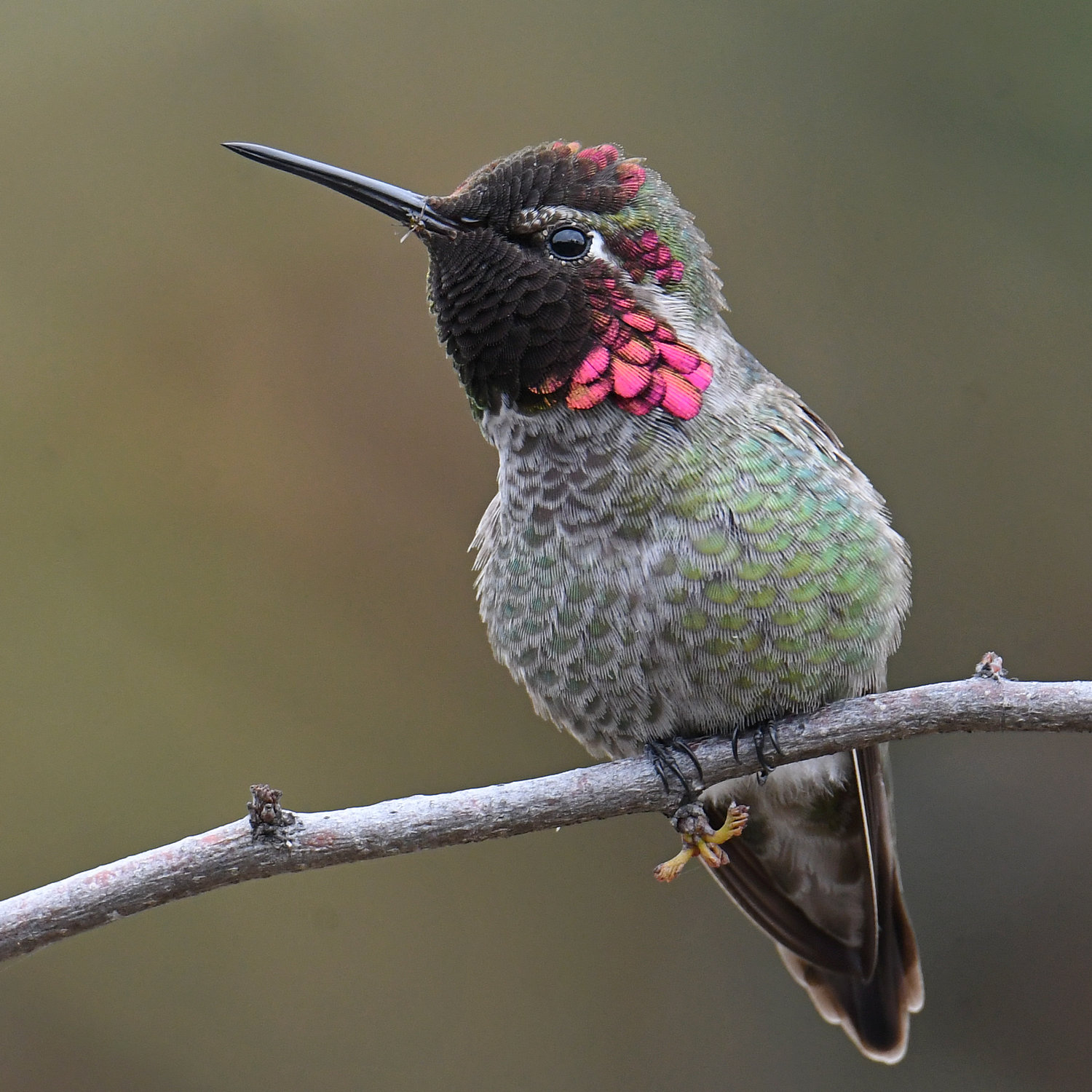 Hummer15.jpg