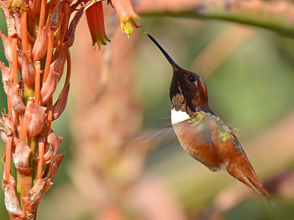 Hummer16.jpg