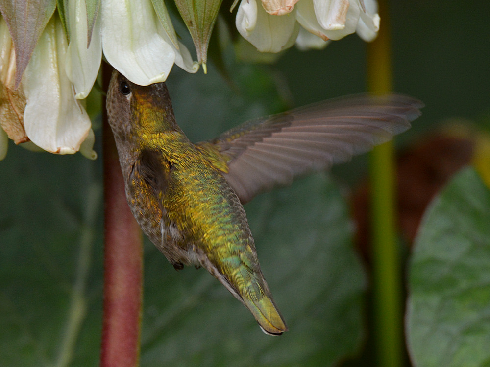 Hummer16.jpg