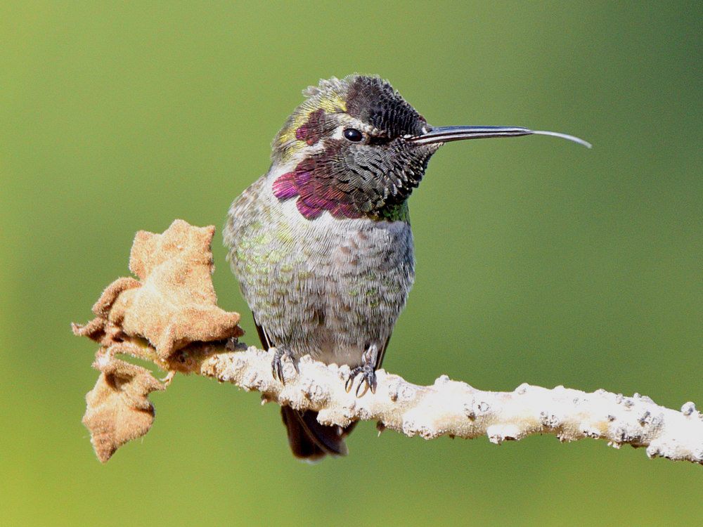 Hummer16.jpg
