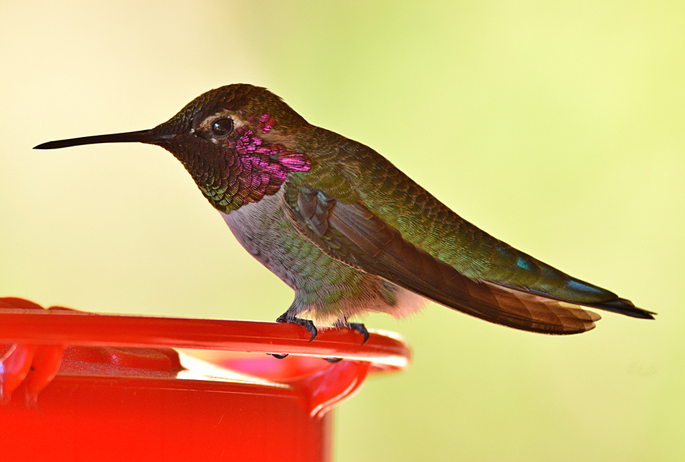 Hummer16.jpg