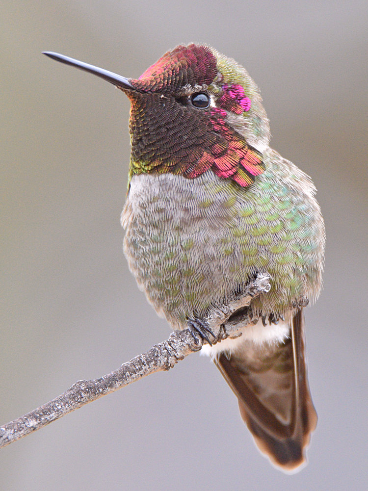 Hummer16.jpg